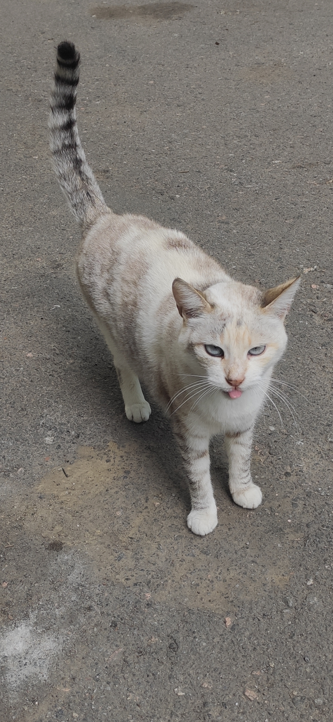 Голубоглазка