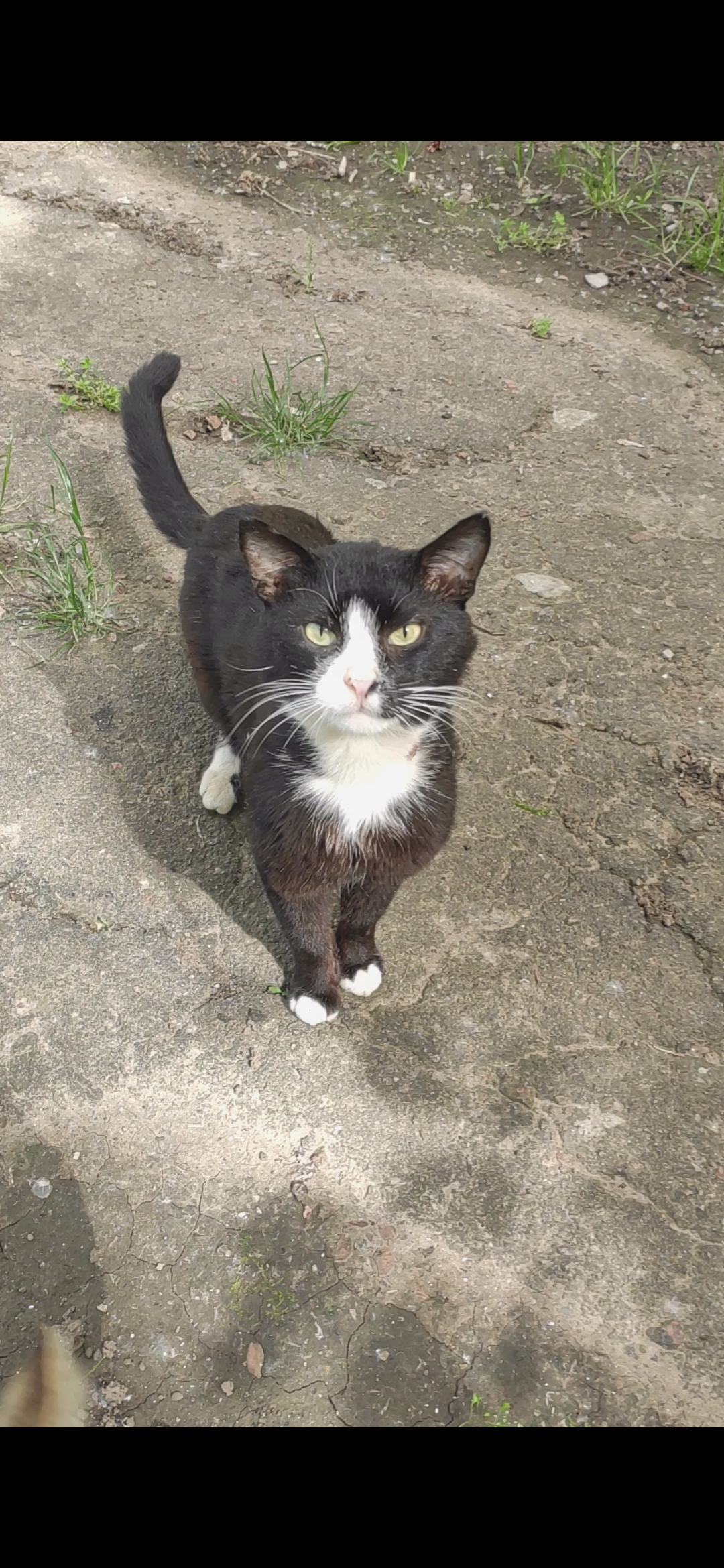 Ксерокс (Чихайло)