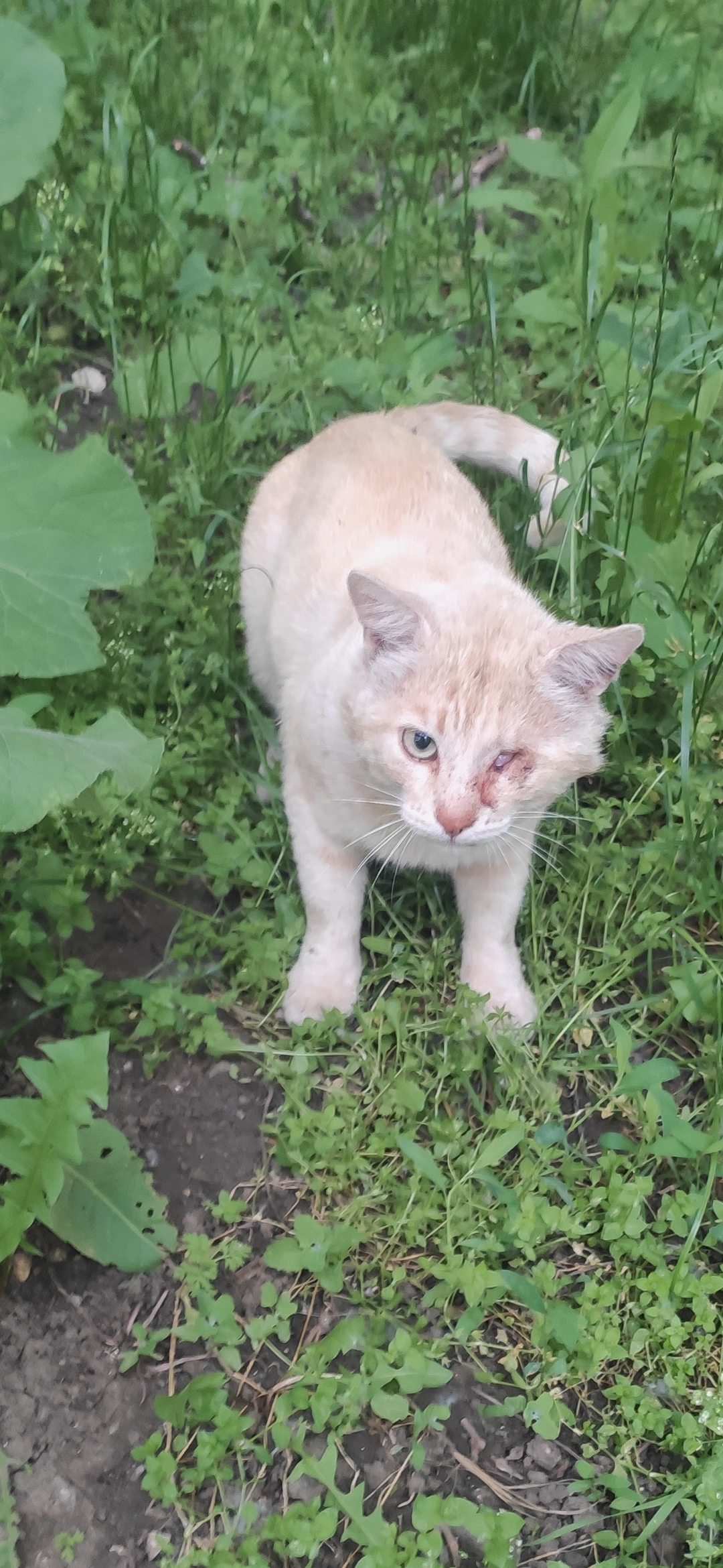 Лева (Инвалид)